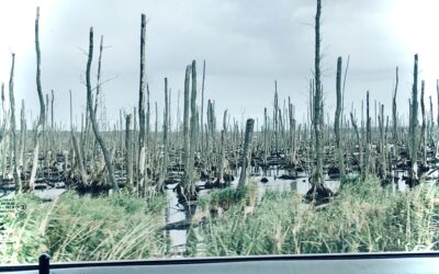 BALTIC HILLS – 4 hours in Usedom