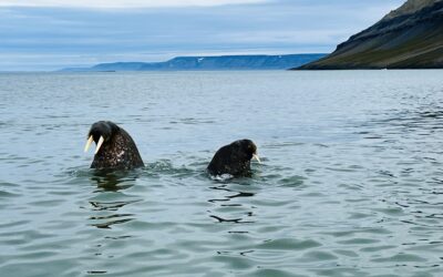 THE BIG ARCTIC FIVE – Ein Tag am Kap Lee