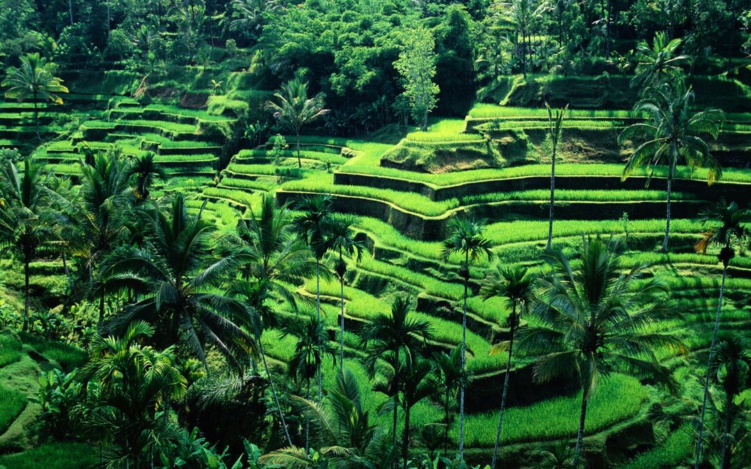 H(E)AR(T)DLAND – Tropical Dreams in Ubud